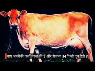 american jersey cow giving 54 litre milk daily in haryana
