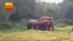 झारखंड: चांडिल के कुकड़ू से हाथियों को भगाने में जुटी वन विभाग की टीम