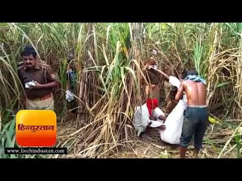बस्ती गन्ने के खेत में मिला युवक का शव, पहचान नहीं II Gorakhpur Hindi News - Hindustan