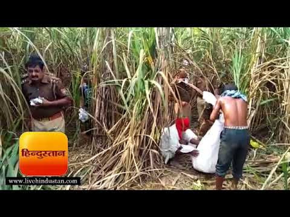 बस्ती  गन्ने के खेत में मिला युवक का शव, पहचान नहीं II Gorakhpur Hindi News - Hindustan