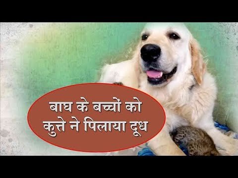 कुत्ते ने दिया बाघ के बच्चों को मां का प्यार