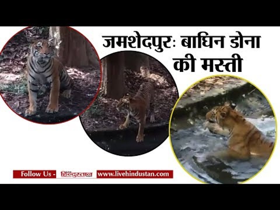 जमशेदपुर: बाघिन डोना की मस्ती II Jamshedpur Tiger Dona has a lot of fun in the water