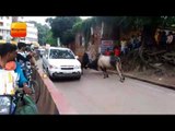 वाराणसी : सड़क पर सांड़ों की भिड़ंत, एक घंटे तक रास्ता बंद II Bull Fight streets in Kashi