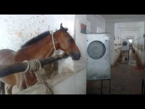 Horses got cooler in one tweet of IG in Allahabad