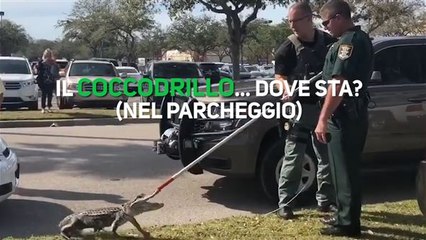 Sotto la macchina c'è... un alligatore!