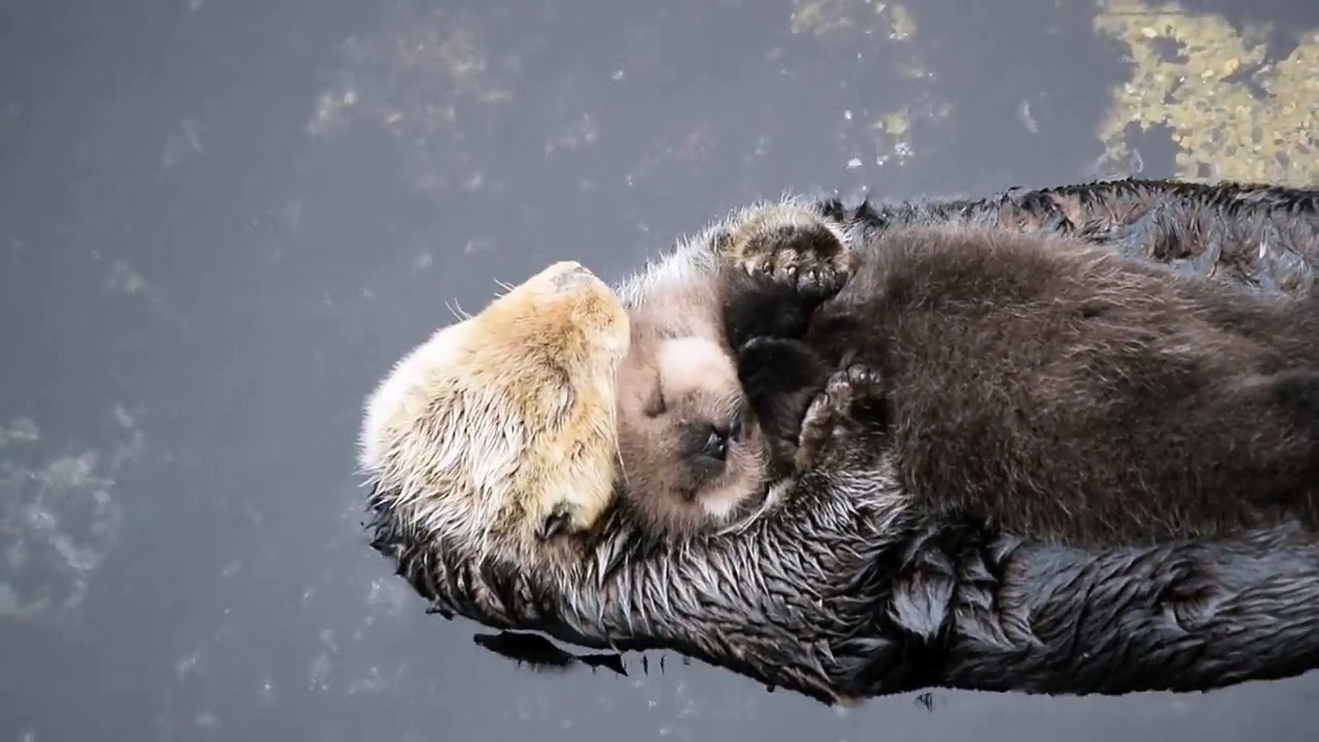 Un bébé loutre dort sur le ventre de sa mère - Vidéo Dailymotion