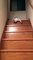 Un chat qui s'amuse à se laisser glisser dans les escaliers