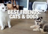 Best Friends: Cats & Dogs