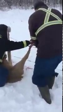 Sauvetage d'un Faon coincé dans des fils barbelés !