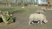 Unesco, le nouveau rhinocéros du zoo de Thoiry