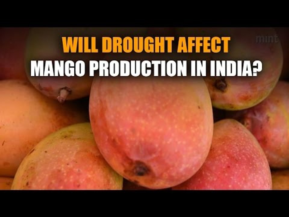 Will drought affect mango production in India?
