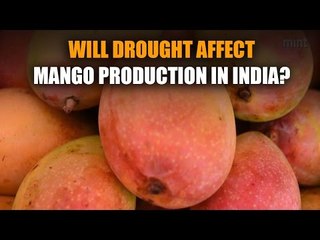 Will drought affect mango production in India?