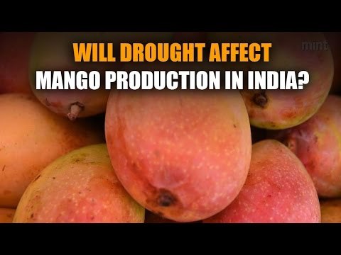 Will drought affect mango production in India?