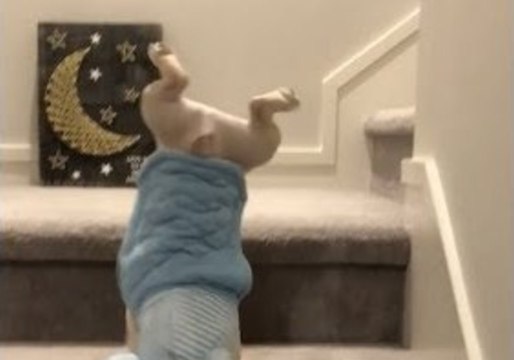 Cute Dog Does Handstand Down the Stairs