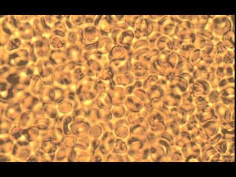 Nano motor en voyage through human blood