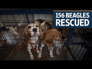 156 beagles rescued from an animal testing lab in Bengaluru
