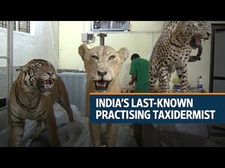 Watch India’s last-known practising taxidermist in action