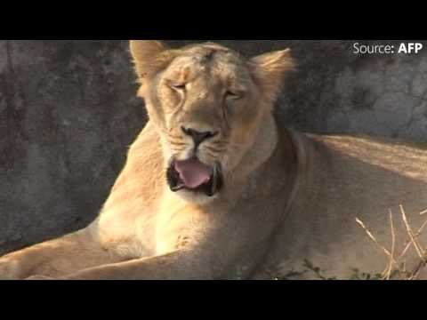 Asiatic lion population in Gujarat touches 523