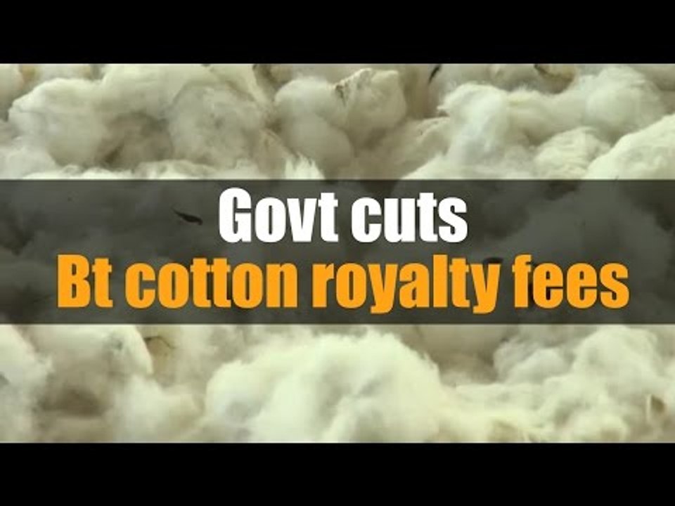 Govt cuts Bt cotton royalty fees by 74%