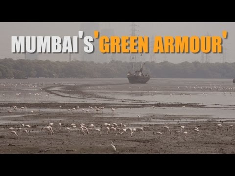 Sewri-Mahul creek: Mumbai’s ‘green armour’