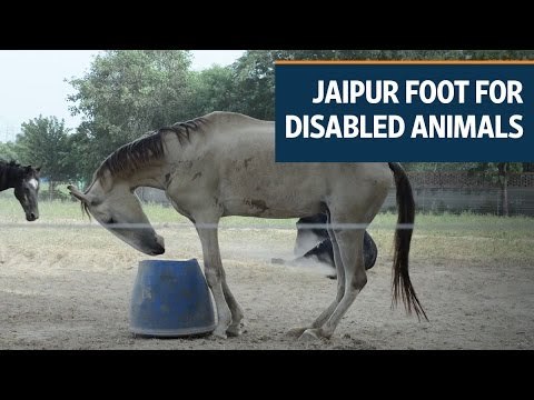 Jaipur foot is now available for disabled animals