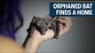 Orphaned bat finds a home
