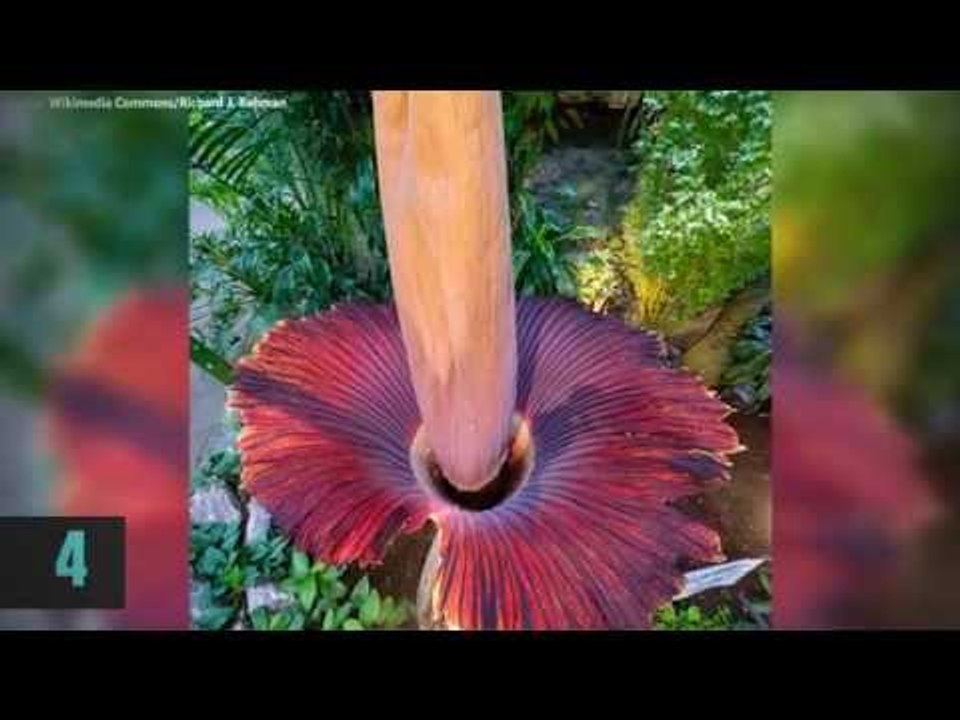 All about World's largest flower in 60 seconds