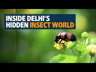 Inside Delhi's hidden insect world