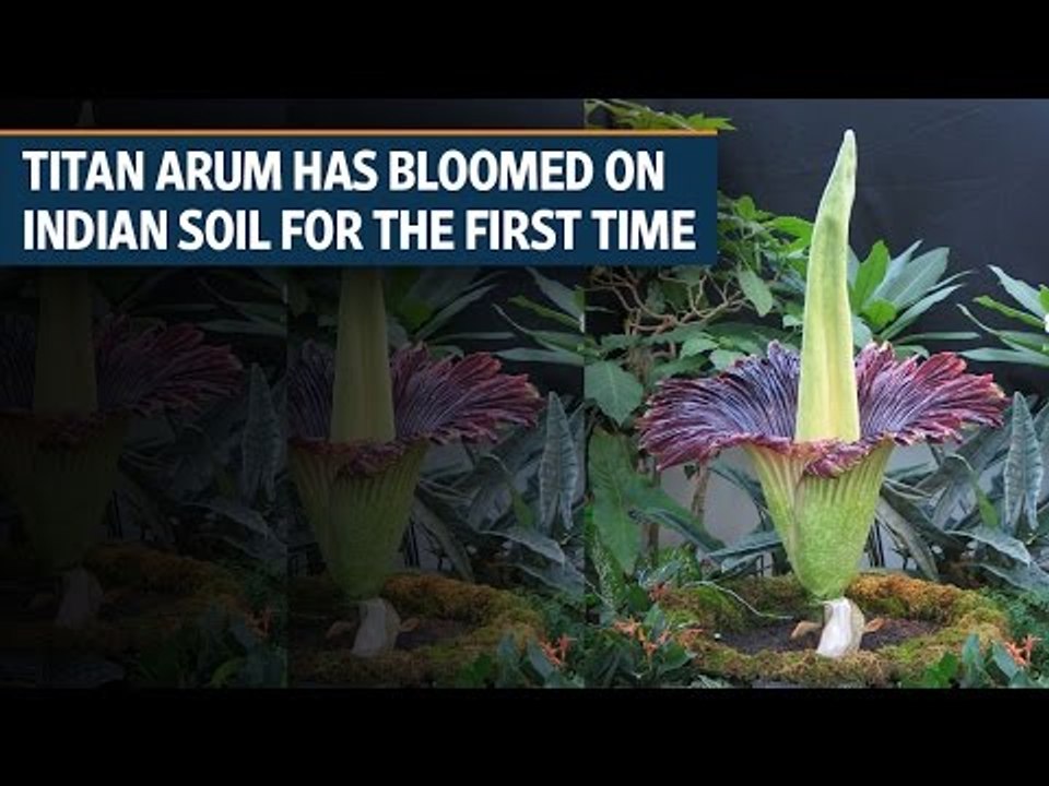 Titan Arum has bloomed on Indian soil for the first time
