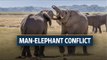 Man-elephant conflict claims 2,800 lives in seven years