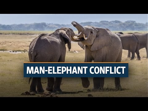Man-elephant conflict claims 2,800 lives in seven years