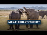 Man-elephant conflict claims 2,800 lives in seven years