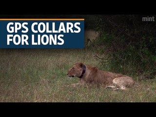 GPS collars protect Kenya's lions