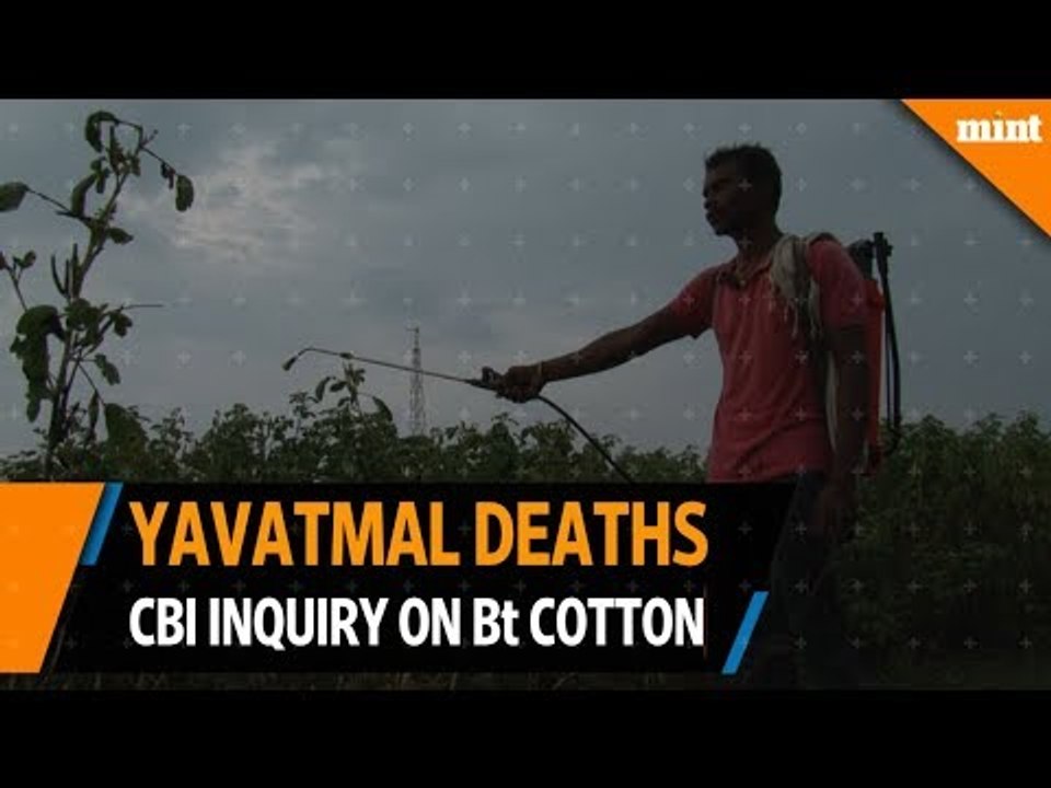 Yavatmal deaths brings illegal Bt crops under lens