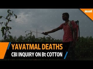 Yavatmal deaths brings illegal Bt crops under lens