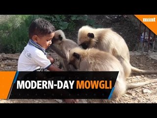 下载视频: Modern-day Mowgli: Toddler in Karnataka village forges bond with monkeys