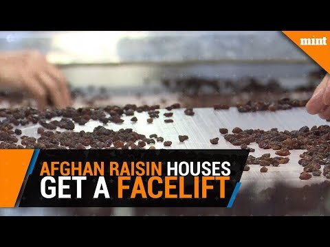 Afghan raisin houses get a facelift to boost productivity