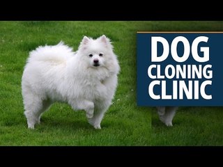 South Korea's dog cloning clinic