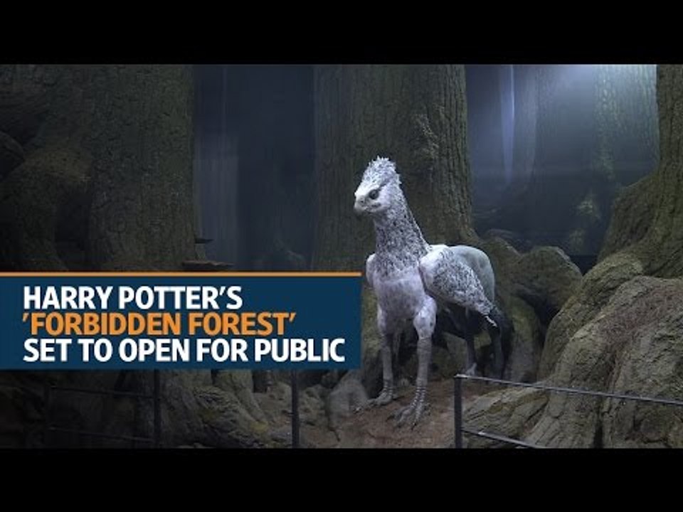 Harry Potter's 'Forbidden Forest' set to open near London