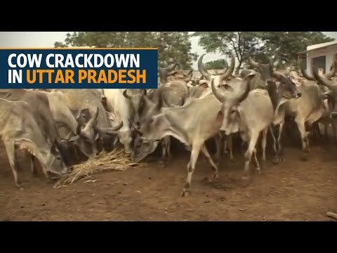 Cow crackdown puts India's meat industry on edge