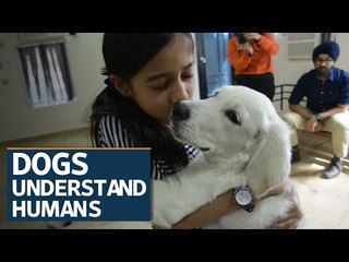 Dogs are intuitive by nature, study finds