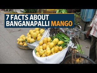 Andhra Pradesh’s Banganapalle mango gets Geographical Indication tag