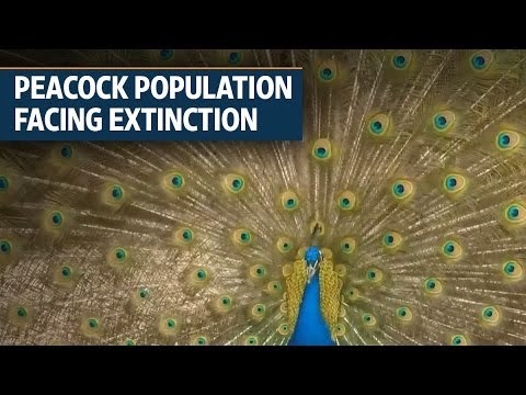 In Myanmar, peacock population is facing extinction