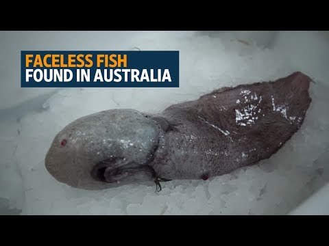 Faceless fish among weird deep sea Australian finds