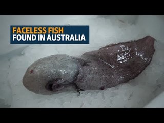 Faceless fish among weird deep sea Australian finds