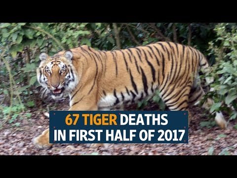 67 tiger deaths reported in first half of 2017