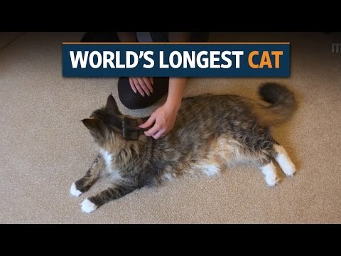 High-jumping llama and mega cat set new world records