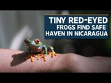 Tiny red-eyed frogs find safe haven in Nicaragua