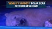 'World's saddest' polar bear offered new home in UK