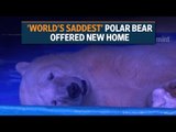 'World's saddest' polar bear offered new home in UK